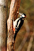 GREAT SPOTTED WOODPECKER TAKING NUT FROM BRANCH
