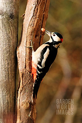 GREAT_SPOTTED_WOODPECKER_TAKING_NUT_FROM_BRANCH