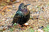 STARLING