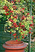 ROSE HIPS IN AUTUMN