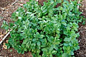 GREEN MANURE (FIELD BEANS)