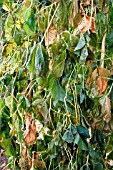 RUNNER BEANS KILLED BY FROST