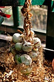 GARLIC DRYING IN GREENHOUSE