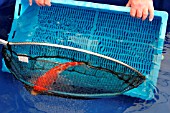 KOI NETTED FOR MEASURING