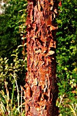 ACER GRISEUM BARK