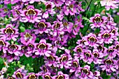 SCHIZANTHUS ANGEL WINGS