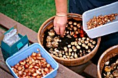 MULTI LAYER BULB PLANTING INTO CONTAINERS