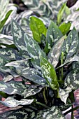 AGLAONEMA EMERALD BEAUTY