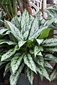 AGLAONEMA INDO QUEEN