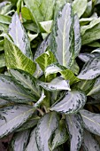 AGLAONEMA GOLDEN BAY