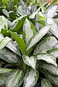 AGLAONEMA SILVER BAY