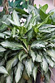 AGLAONEMA SILVER BAY