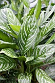 AGLAONEMA SNOW CAP