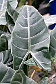 ALOCASIA LOUISVILLE