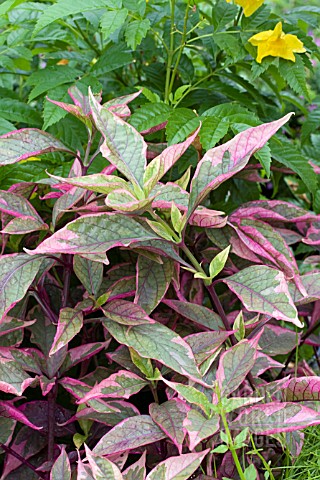 ALTERNANTHERA_FICOIDEA_PARTY_TIME