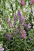 ANGELONIA MIX