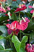 ANTHURIUM FARAN