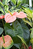 ANTHURIUM FLORIDA