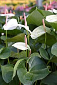 ANTHURIUM WHITE