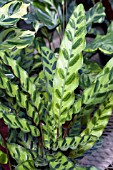 CALATHEA LANCIFOLIA