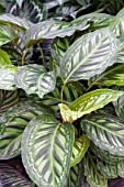 CALATHEA MIA