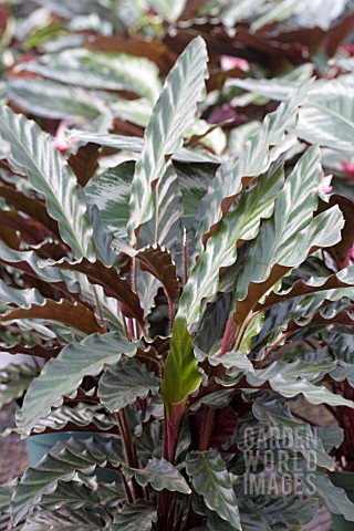 CALATHEA_RUFIBARBA