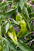 CAPSICUM ANNUUM GIANT MARCONI