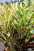 CODIAEUM VARIEGATUM OAK LEAF