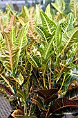 CODIAEUM VARIEGATUM OAK LEAF