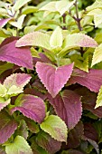 COLEUS ALABAMA