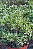 CRASSULA ARGENTEA