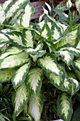 DIEFFENBACHIA CAMILE