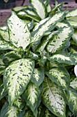 DIEFFENBACHIA COMPACTA