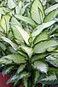 DIEFFENBACHIA