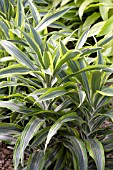 DRACAENA LEMON LIME