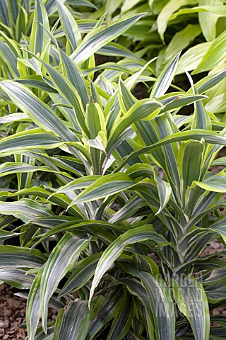 DRACAENA_LEMON_LIME