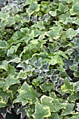 HEDERA HELIX MIX