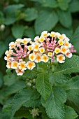 LANTANA IRENE