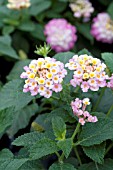 LANTANA LUCKY HONEY BLUSH