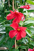 MANDEVILLA SUN PARASOL GIANT CRIMSON