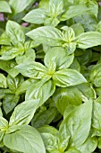 OCIMUM GENOVESE BASIL