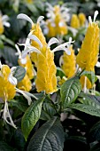 PACHYSTACHYS LUTEA