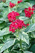 PENTAS LANCEOLATA STARS AND STRIPES