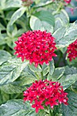 PENTAS LANCEOLATA STARS AND STRIPES