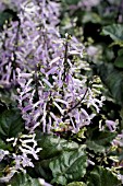 PLECTRANTHUS MONA LAVENDER