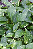 EPIPREMNUM AUREUM POTHOS GOLDEN