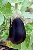 SOLANUM DUSKY EGGPLANT