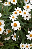 ZINNIA LINEARIS CRYSTAL WHITE