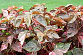 ACALYPHA WILKESIANA
