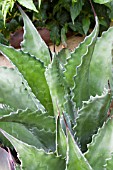 AGAVE JAWS